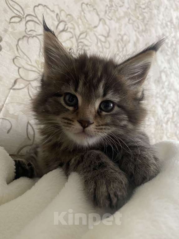 Кошки в Санкт-Петербурге: Котенок Мей-кун Девочка, 18 000 руб. - фото 4