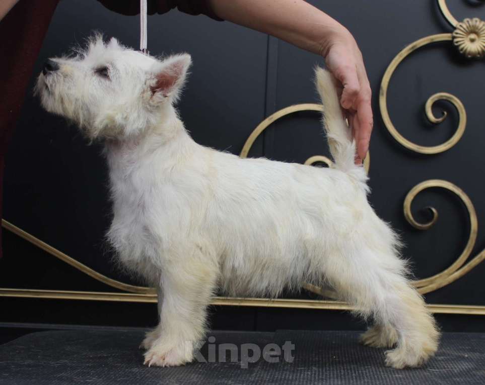 Собаки в Москве: вест хайленд вайт терьер щенок от Интерчемпиона Мальчик, 60 000 руб. - фото 8