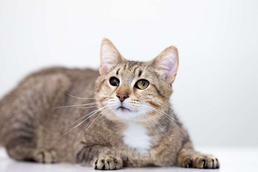 Кошки в Москве: Алхимик Мальчик, Бесплатно - фото 4