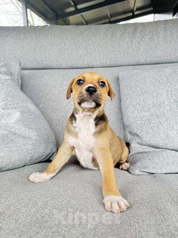 Собаки в других городах Калининградской области: Драма, любовь и хвостатое наследство 🎭🐾 ❤️❤️❤️❤️❤️❤️❤️ Ищем дом для "детей любви"!   Знакомьтесь, Мальчик, Бесплатно - фото 4