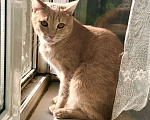 Кошки в Реутове: Рыжий котик Персик ищет дом!  Мальчик, Бесплатно - фото 4