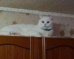 Кошки в Карачеве: Продам шотландских котят, 3 000 руб. - фото 6