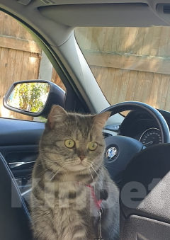 Кошки в Подольске: Пропала кошка  Девочка, 10 000 руб. - фото 2