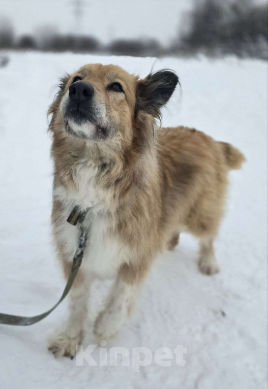 Собаки в Королеве: Пушистая и умная Лесси ищет дом Девочка, Бесплатно - фото 7