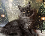 Кошки в Санкт-Петербурге: Кошечка мейн кун чёрная дымная Девочка, 35 000 руб. - фото 1