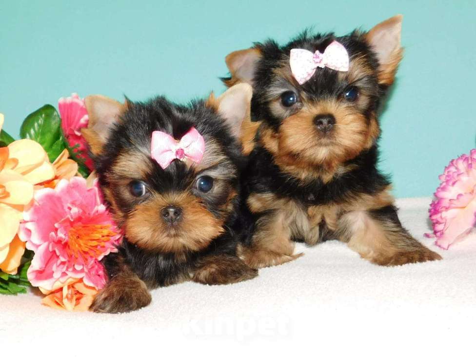 Собаки в Зеленограде: Йоркширский терьер мальчики, мелкий стандарт Мальчик, 30 000 руб. - фото 4