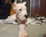 Собаки в Москве: Щенки аргентинского дога Девочка, 20 000 руб. - фото 2