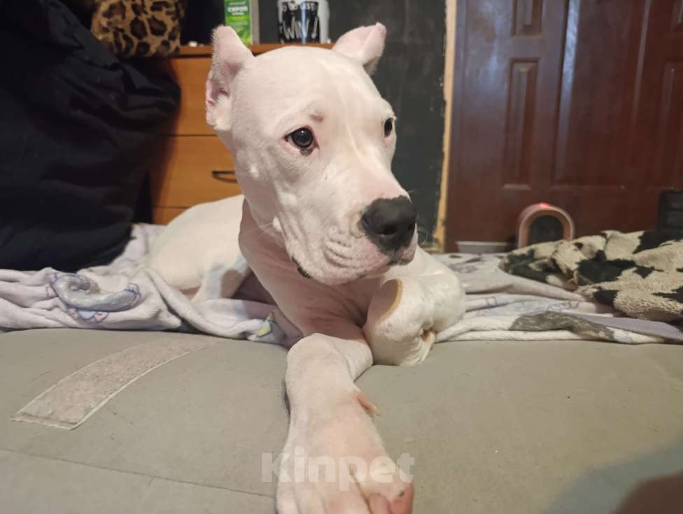 Собаки в Москве: Щенки аргентинского дога Девочка, 20 000 руб. - фото 2