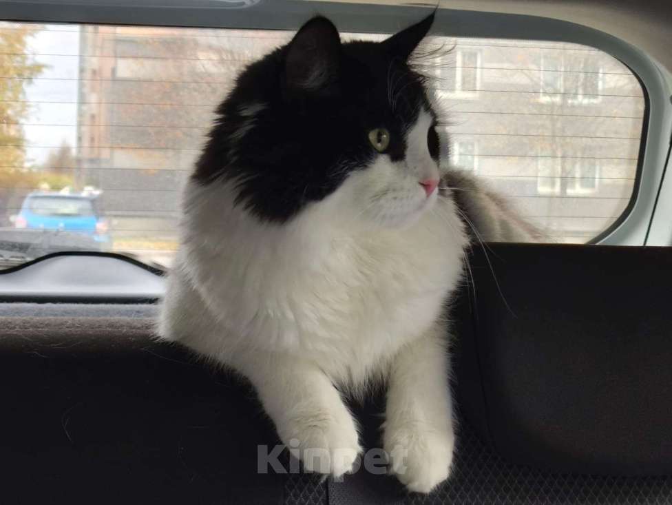 Кошки в Санкт-Петербурге: Вязка домашнего кота Мальчик, 100 руб. - фото 3