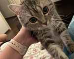 Кошки в Санкт-Петербурге: Отдам кошку в хорошие руки Девочка, Бесплатно - фото 1