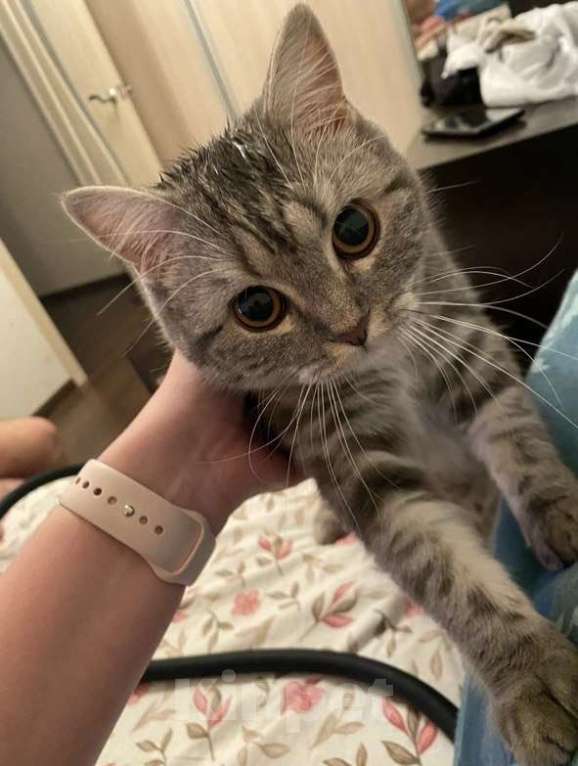 Кошки в Санкт-Петербурге: Отдам кошку в хорошие руки Девочка, Бесплатно - фото 1