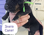 Собаки в Санкт-Петербурге: Щенки Банхара  Девочка, 75 000 руб. - фото 6