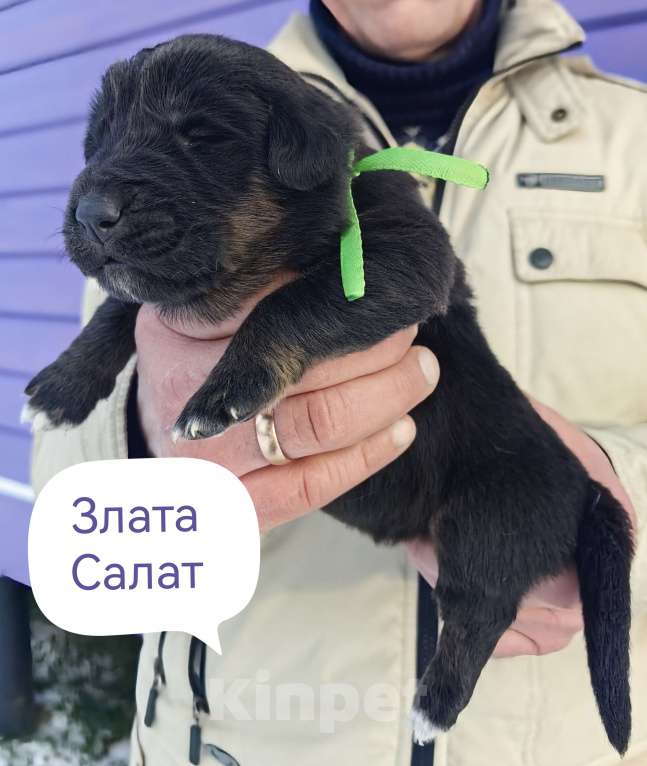 Собаки в Санкт-Петербурге: Щенки Банхара  Девочка, 75 000 руб. - фото 6