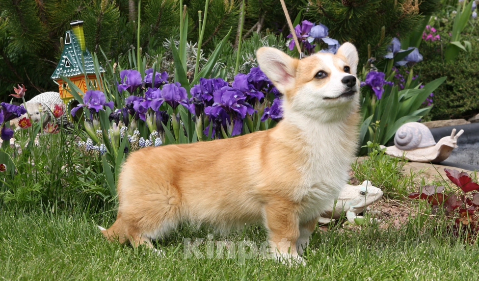 Собаки в Самаре: Очень красивые девочки корги Девочка, 40 000 руб. - фото 6