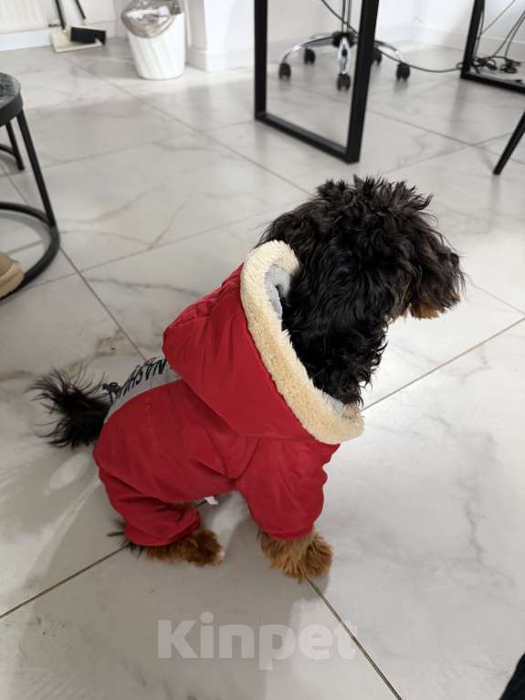 Собаки в Краснодаре: Продам милого щенка мальчик Мальтипу Мальчик, 25 000 руб. - фото 4