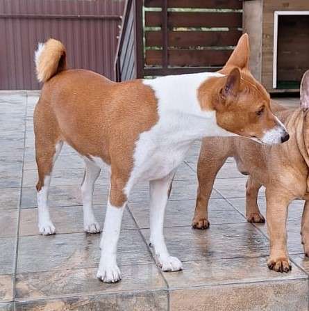 Собаки в других городах Ярославской области: Пропала собака Мальчик, 1 руб. - фото 2