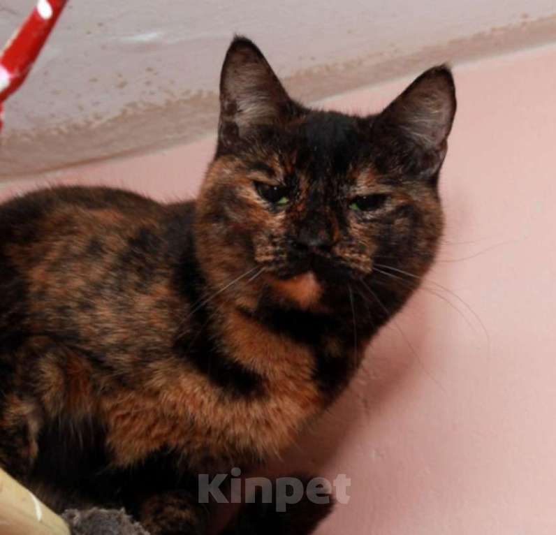 Кошки в Калуге: Конфетки-шоколадки. Трехцветные кошки в добрые руки. Девочка, Бесплатно - фото 5