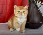 Кошки в Санкт-Петербурге: Британский солнечный котик Мальчик, 55 000 руб. - фото 7