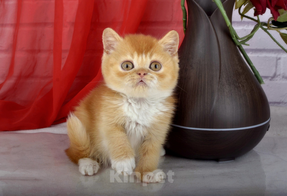 Кошки в Санкт-Петербурге: Британский солнечный котик Мальчик, 55 000 руб. - фото 7