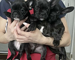 Собаки в Москве: Французский бульдог щенки Мальчик, 28 000 руб. - фото 1