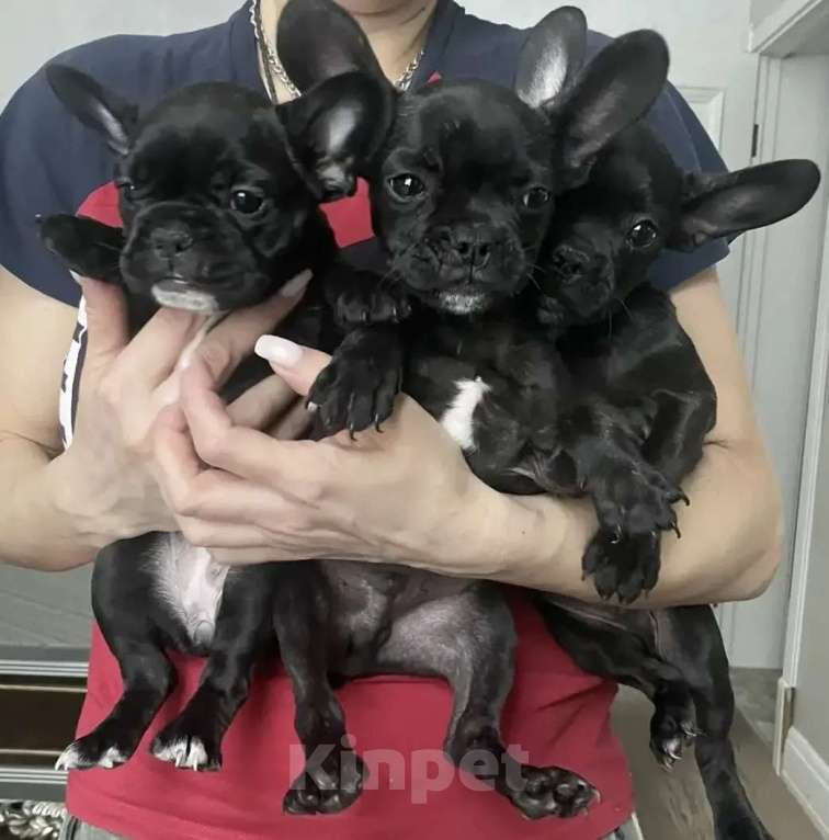 Собаки в Москве: Французский бульдог щенки Мальчик, 28 000 руб. - фото 1