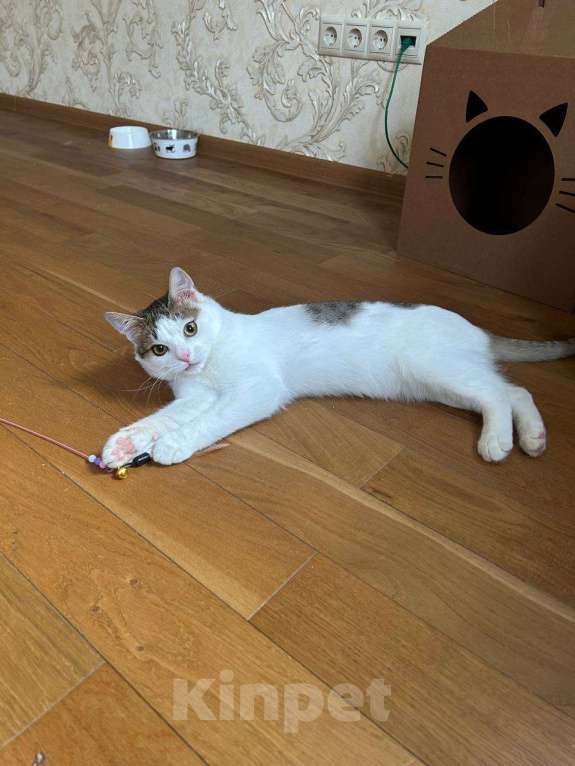 Кошки в Москве: Амур в поиках дома Мальчик, Бесплатно - фото 9