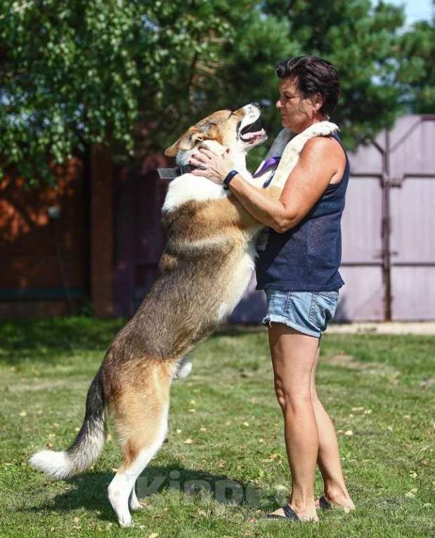 Собаки в Москве: Умный и сильный пес Арон в добрые руки Мальчик, Бесплатно - фото 3