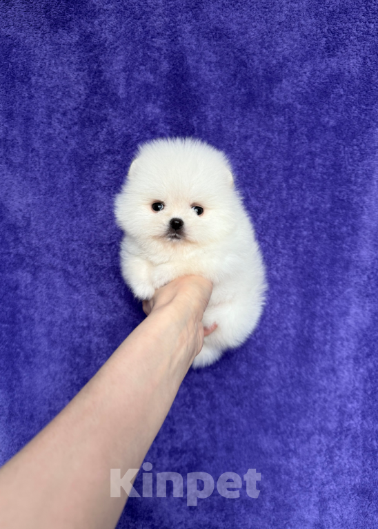 Собаки в Москве: Девочка Девочка, 30 000 руб. - фото 1