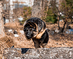 Собаки в других городах Московской области: Собаки щенки немецкой овчарки рабочего разведения Девочка, 80 000 руб. - фото 2