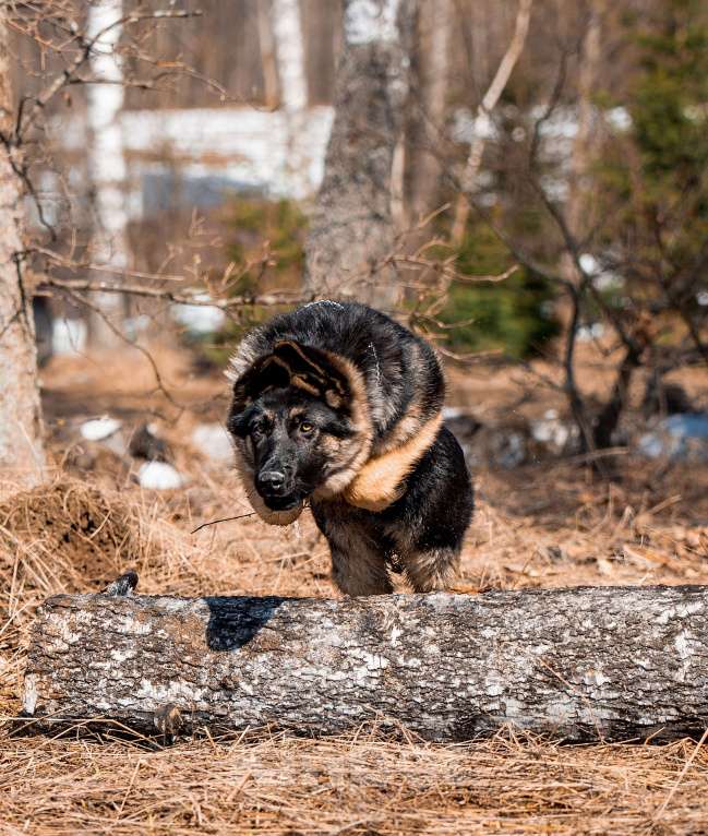 Собаки в других городах Московской области: Собаки щенки немецкой овчарки рабочего разведения Девочка, 80 000 руб. - фото 2