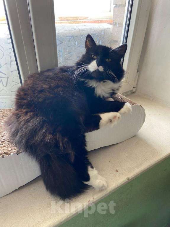 Кошки в Москве: Спокойная пушистая маркизная красавица Мотя в добрые руки Девочка, 1 руб. - фото 2