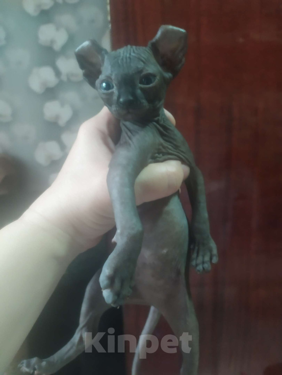 Кошки в Донецке: Котёнок Эльф девочка Девочка, 25 000 руб. - фото 1