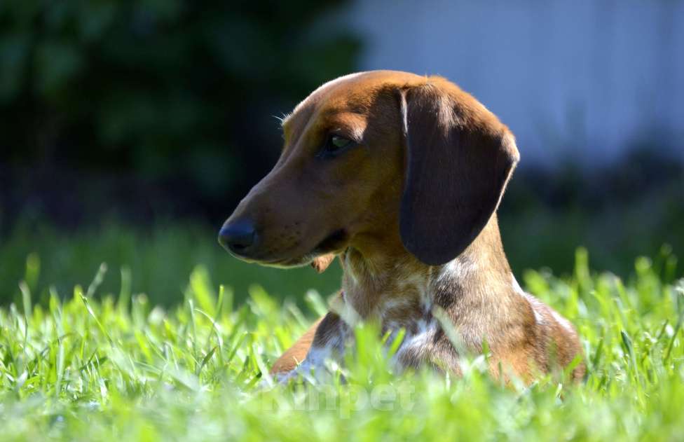 Собаки в Тольятти: Такса стандартная (гладкошерстная) Девочка, 70 000 руб. - фото 6