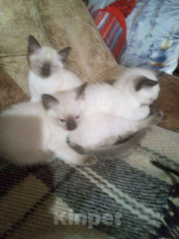 Кошки в других городах Ленинградской области: Сиамский котёнок Девочка, 15 000 руб. - фото 9