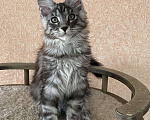 Кошки в Артеме: Мальчик мейн кун Мальчик, 70 000 руб. - фото 3