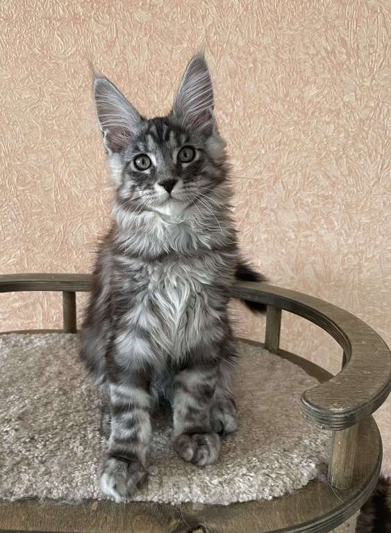 Кошки в Артеме: Мальчик мейн кун Мальчик, 70 000 руб. - фото 3