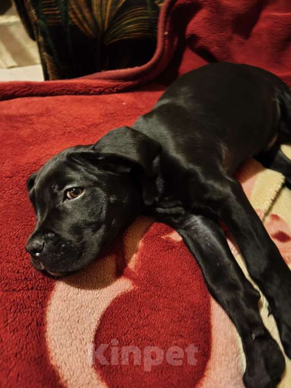 Собаки в Архангельске: Щенок Кане Корсо 25000р. Мальчик, 25 000 руб. - фото 3