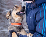 Собаки в Солнечногорске: Собака-компаньон в дар Девочка, Бесплатно - фото 4