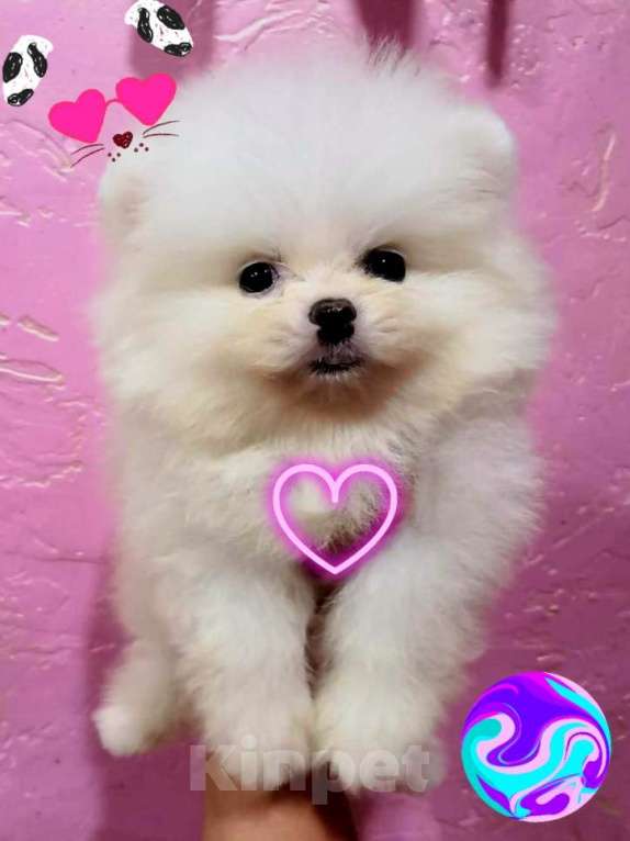 Собаки в Москве: Померанские шпицы  Мальчик, 25 000 руб. - фото 3