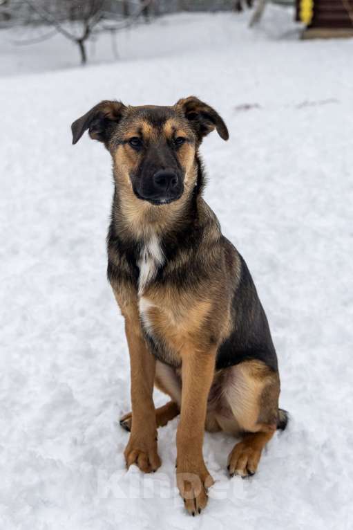 Собаки в Москве: Баксик ждёт свою заботливую семью Мальчик, Бесплатно - фото 6