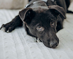 Собаки в Москве: Черный щенок в добрые руки бесплатно Мальчик, Бесплатно - фото 1