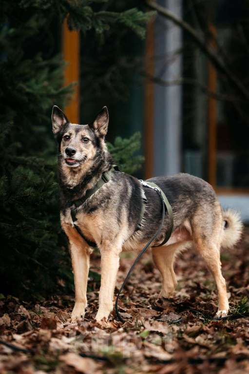 Собаки в Москве: Удивительная Текила ищет дом Девочка, Бесплатно - фото 2