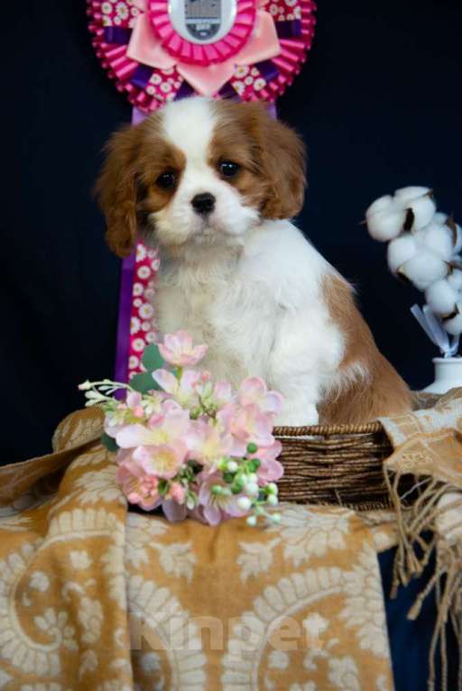 Собаки в Электростали: Шикарная девочка кавалер кинг чарльз спаниель Девочка, 150 000 руб. - фото 1