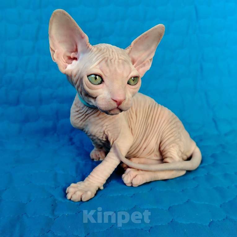 Кошки в Королеве: Moon Kiss Grant- кремовый, зеленоглазый котик. Мальчик, 60 000 руб. - фото 1