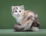 Кошки в Москве: Котенок шотладский длинношерстный страйт Девочка, 50 000 руб. - фото 2