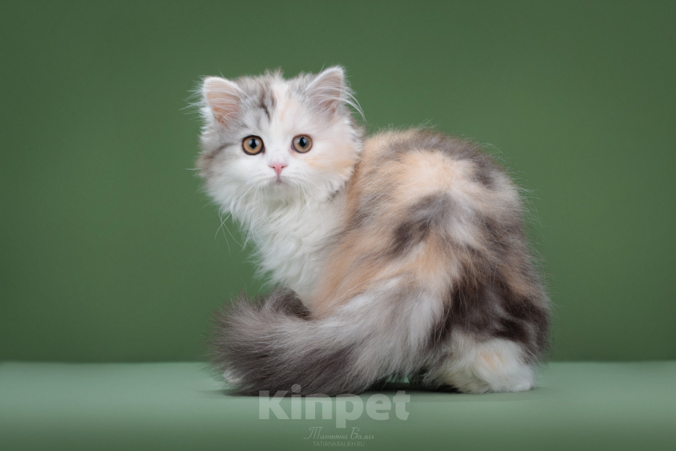 Кошки в Москве: Котенок шотладский длинношерстный страйт Девочка, 50 000 руб. - фото 2