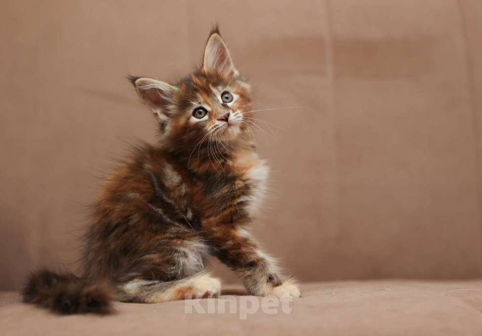 Кошки в Москве: Котенок мейн-кун Девочка, 60 000 руб. - фото 5