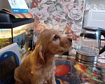 Собаки в Тобольске: Английский кокер спаниель Девочка, 10 000 руб. - фото 8