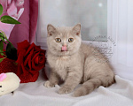 Кошки в Мурином: Британский котенок окраса лиловый черепаховый Девочка, 30 000 руб. - фото 4