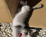 Кошки в Самаре: Отдам бесплатно котенка. Разнополые, Бесплатно - фото 5